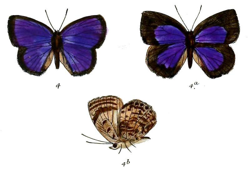 ArhopalaPerimuta 692 4 Fitch