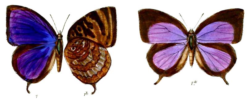 ArhopalaPirithous 673 1 Knight