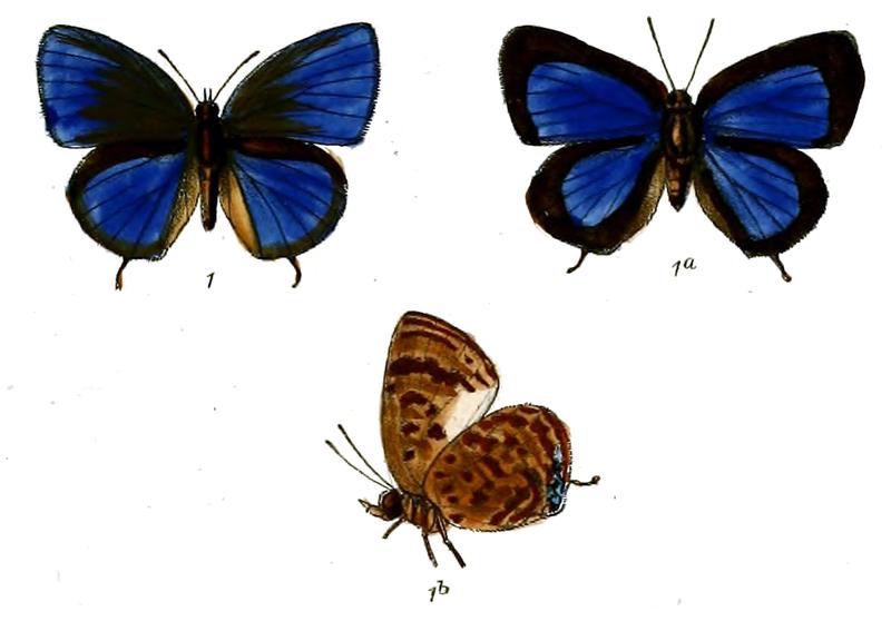 ArhopalaRafflesii 680 1 Knight