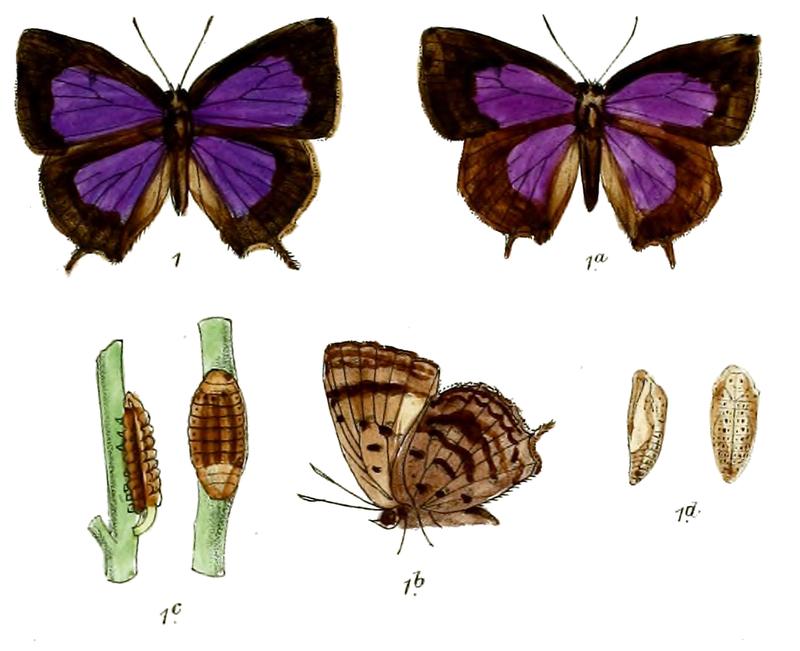 ArhopalaRama 686 1 Fitch