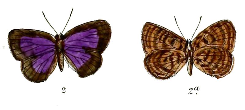 ArhopalaRoona 692 2 Fitch