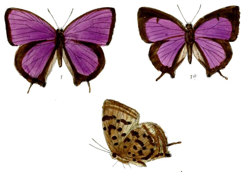 ArhopalaSilhetensis 677 1 Fitch