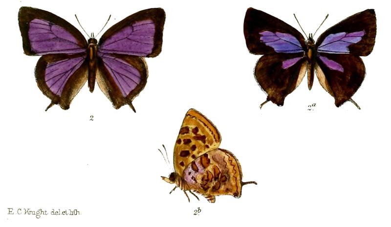 ArhopalaSingla 678 2 Knight