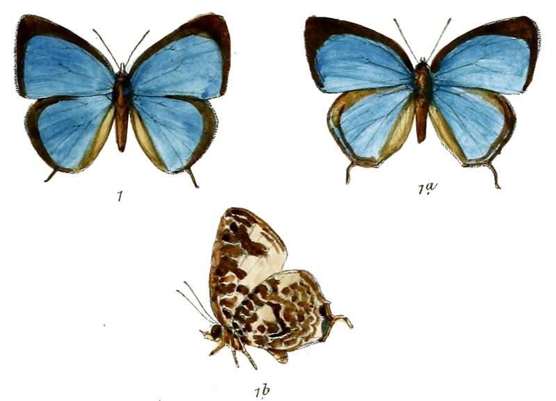 ArhopalaSubfasciata 683 1 Knight