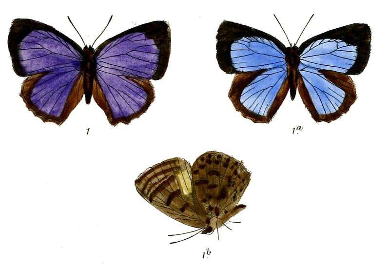 ArhopalaTounguva 695 1 Fitch