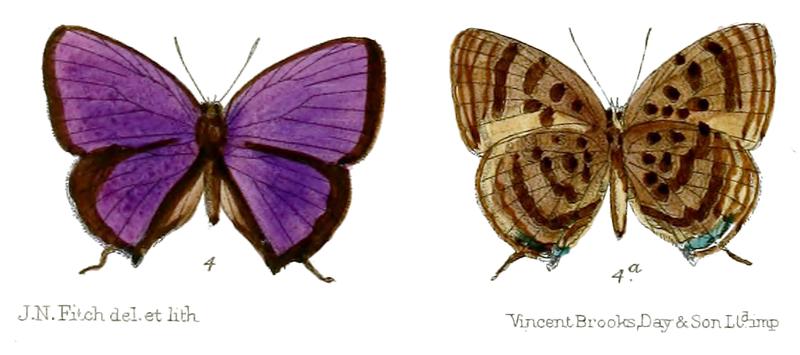 ArhopalaZambra 677 4 Fitch