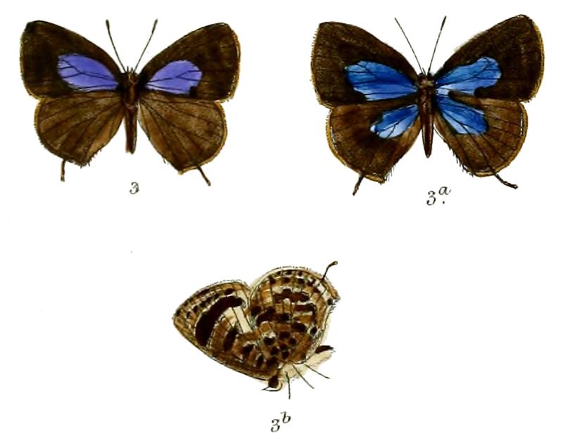 ArhopalaZephyretta 697 3 Fitch