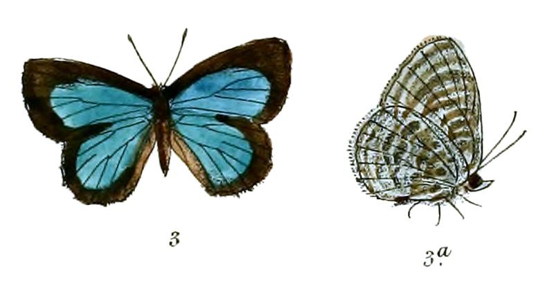 ArhopalaZeta 692 3 Fitch