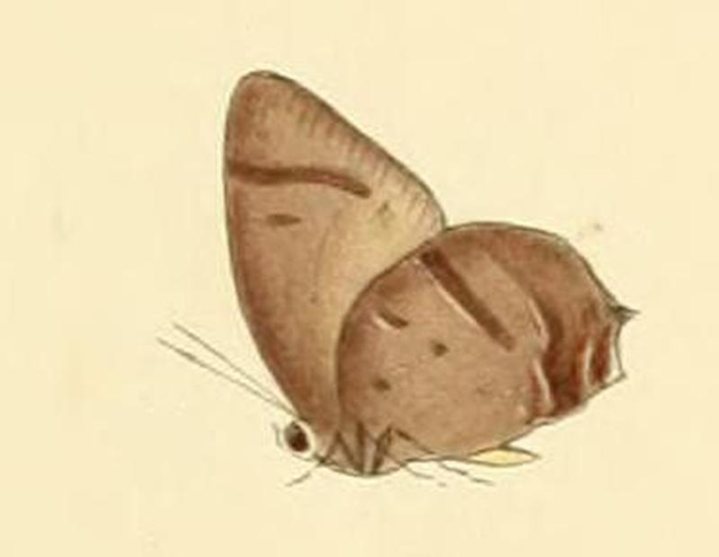 Arhopala caeca