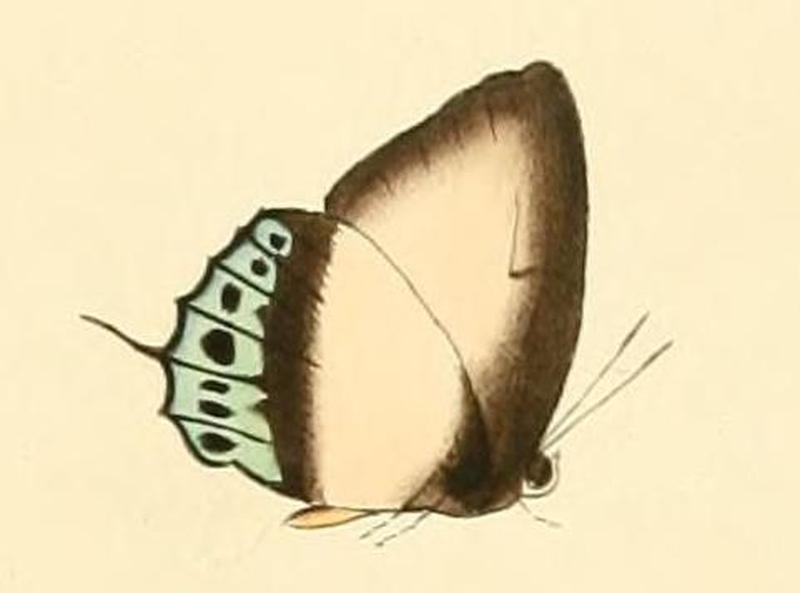 Arhopala critala