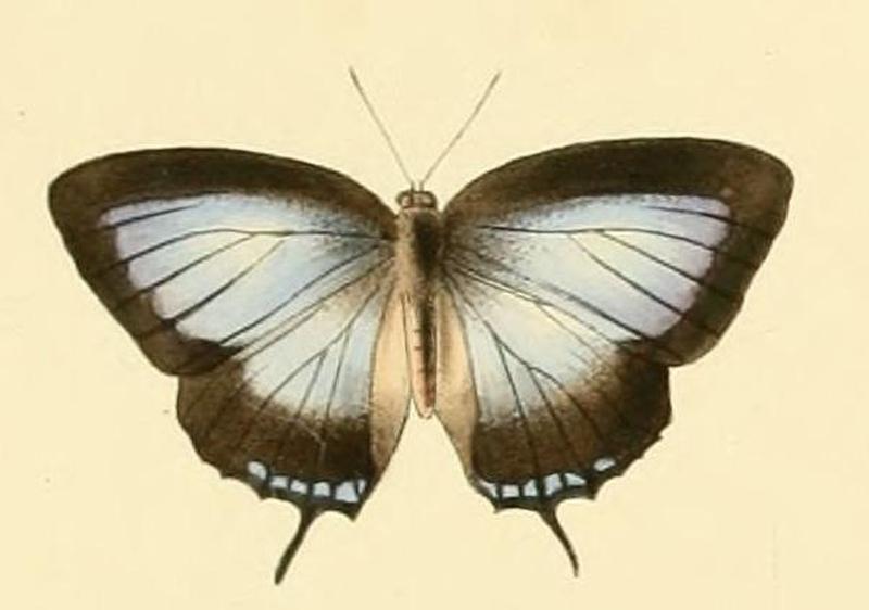 Arhopala critala1