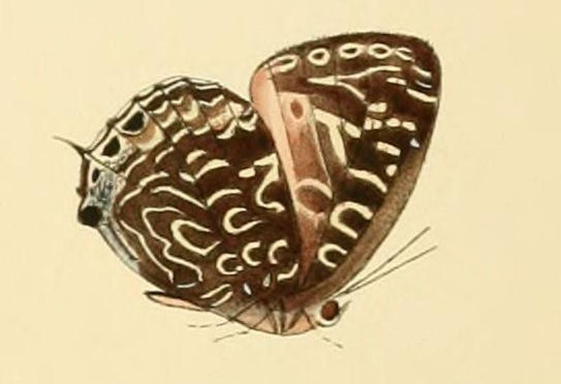 Arhopala theba