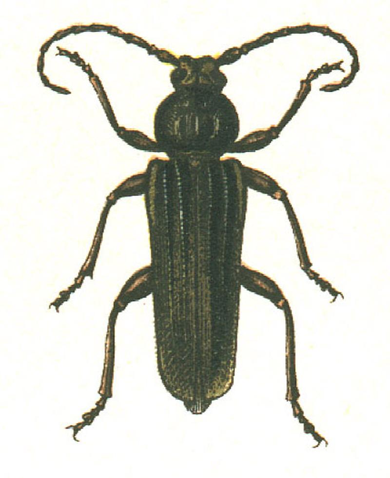 Arhopalus rusticus