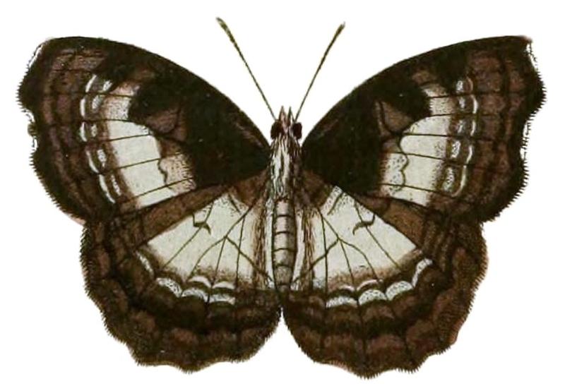 Ariadne enotrea