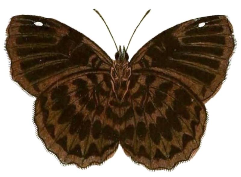 Ariadne enotrea1