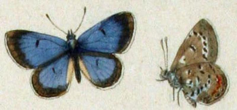 Aricia shasta