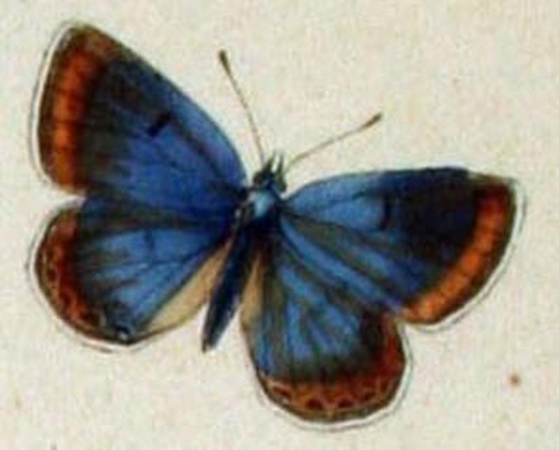 Aricia shasta male