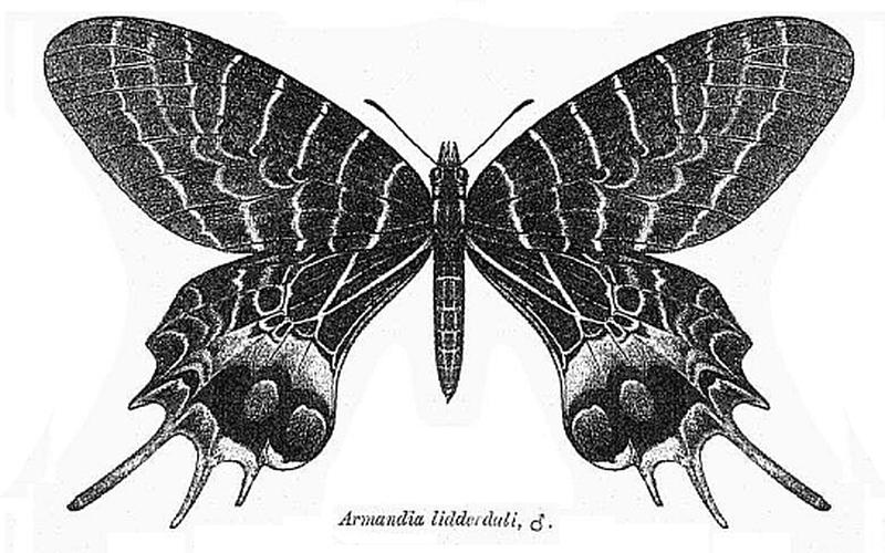 Armandia lidderdali