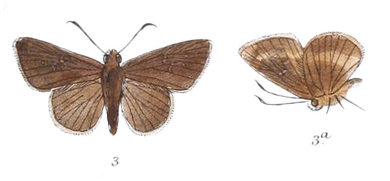 ArnettaBinghami 801 3 Fitch