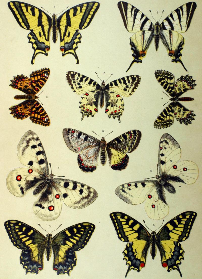 Arnold Spuler01