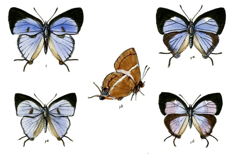 ArrhenothrixPenicilligera 732 1 Knight