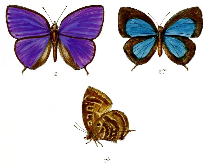 ArrhopalaConstanceae 672 2 Knight