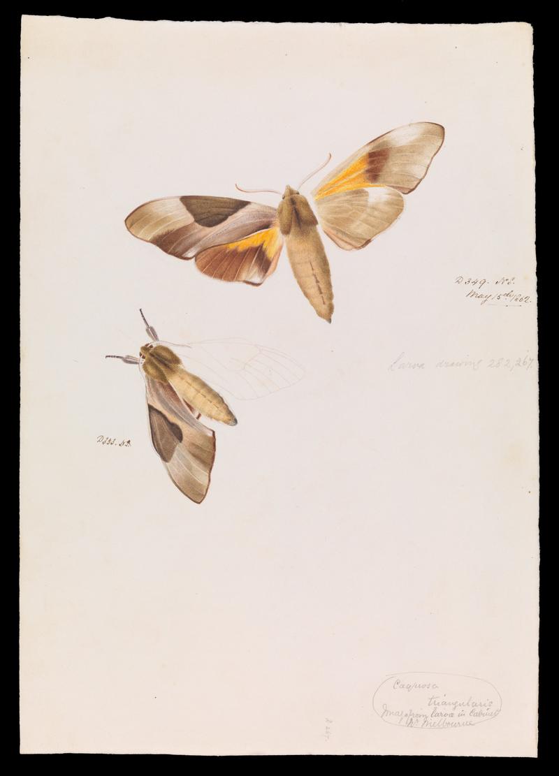 Double Headed Hawk Moth, Coequosa triangularis title QS:P1476,en:"Double Headed Hawk Moth, Coequosa triangularis" label QS:Len,"Double Headed Hawk Moth, Coequosa triangularis"