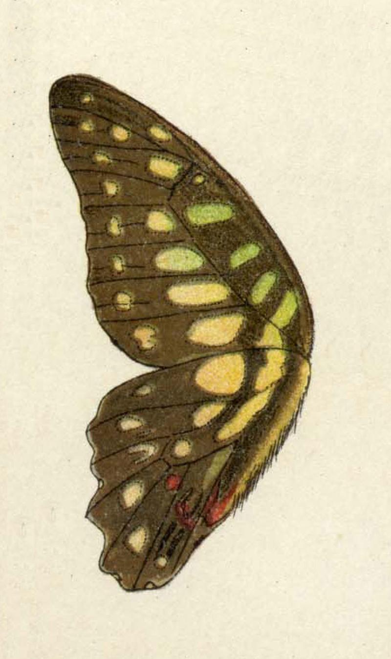Arycles