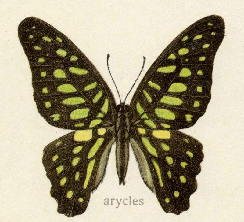 Arycles1