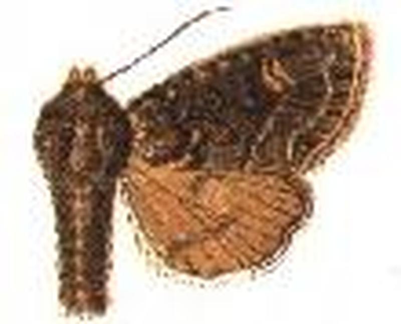 Aseptis binotata