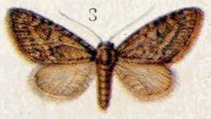 Ash pug (Eupithecia innotata f. fraxinata)