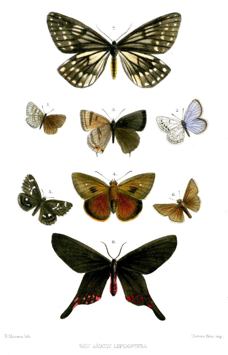 AsianLepidoptera2Mintern 1874
