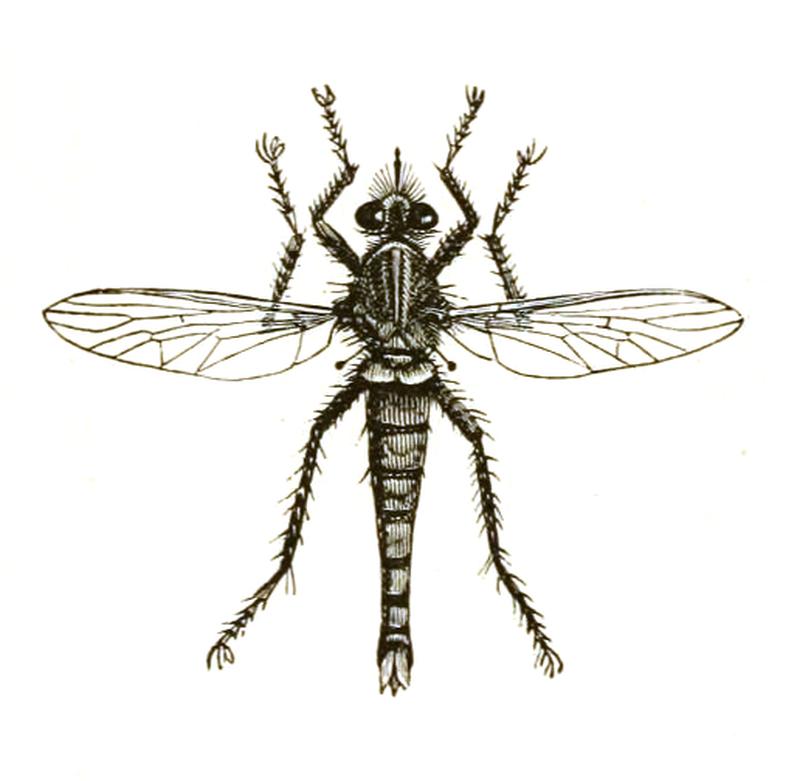 Asilidae icon