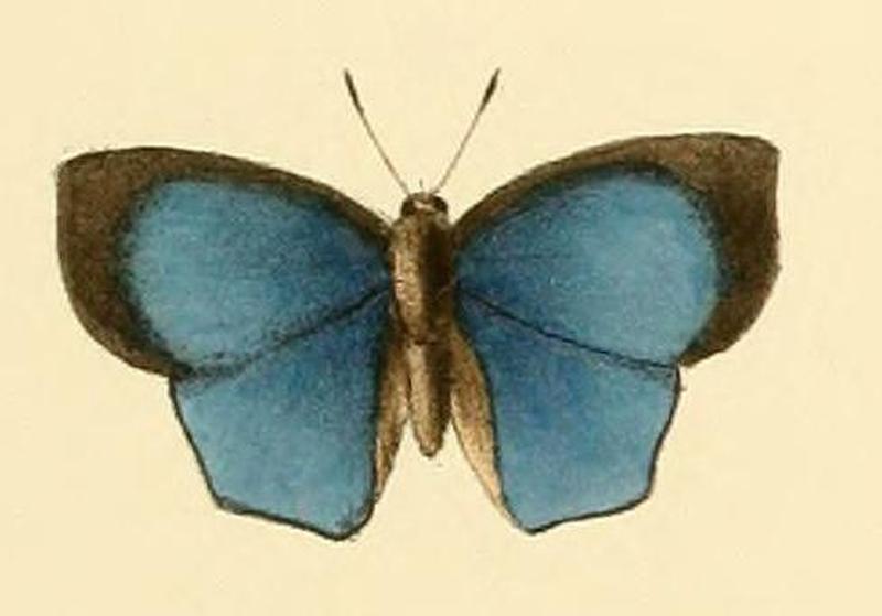 Aslauga vininga