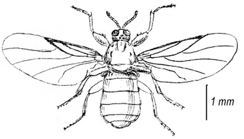 Aspistes berolinensis adult (Francis Walker Insecta Brijtanica Vol 3 page 393 plate XXIV)