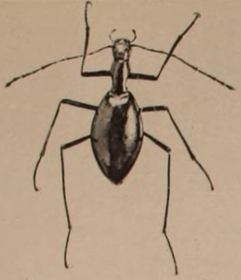 Astagobius angustatus