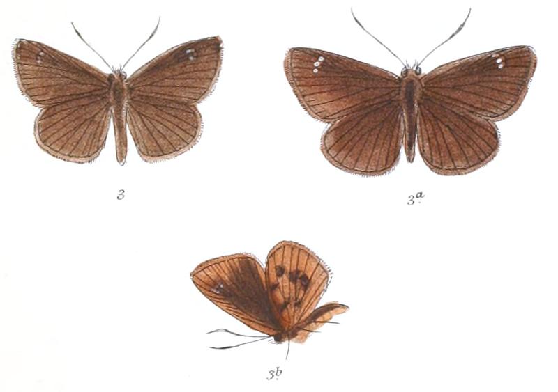 AstictopterusKada 788 3 Fitch