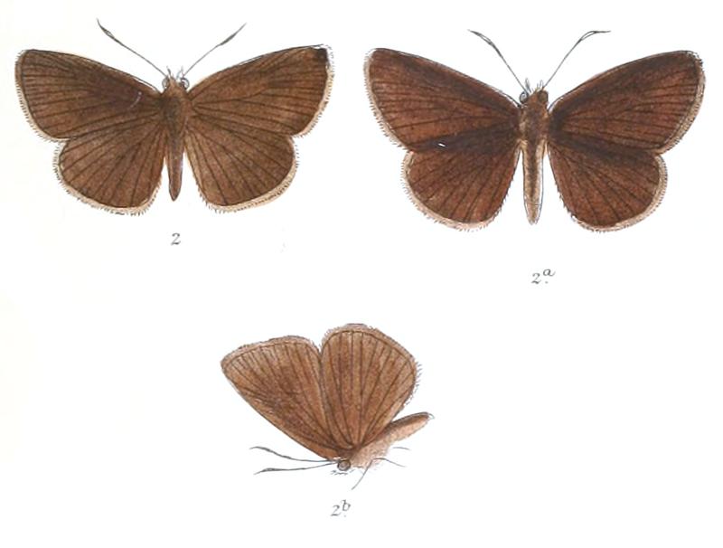 AstictopterusOlivascens 788 2 Fitch