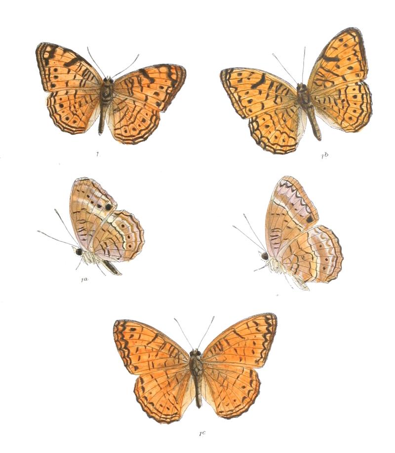 AtellaAlcippoides 361 1