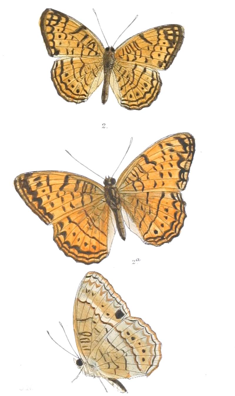AtellaFraterna 361 2