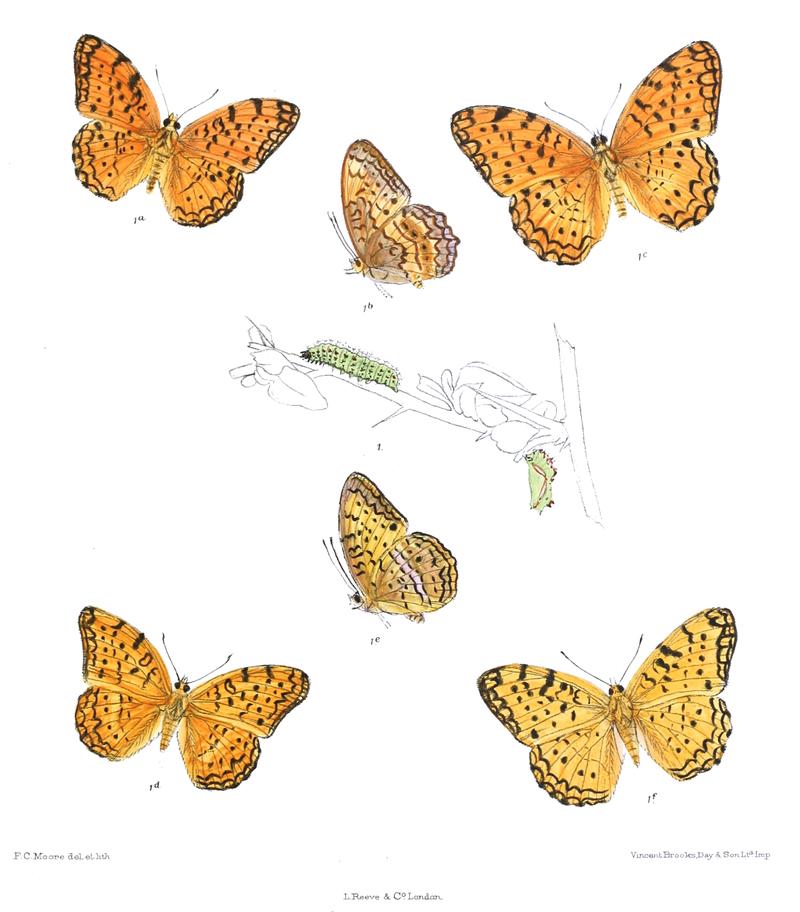 Atella phalantha 360