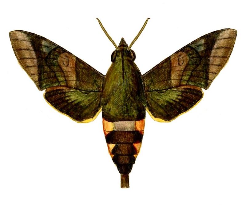 Atemnora westermannii