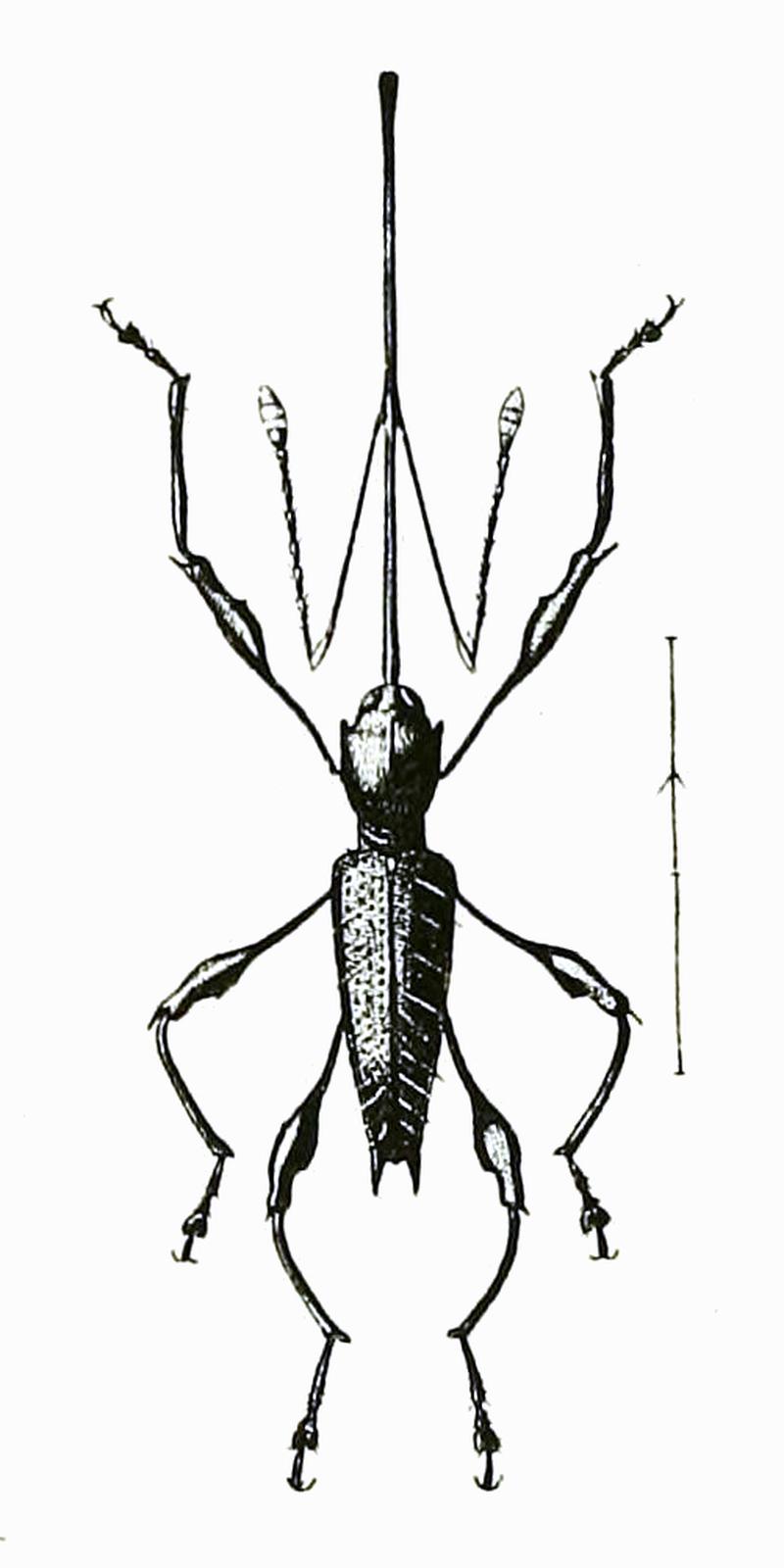 Atenistes denticollis