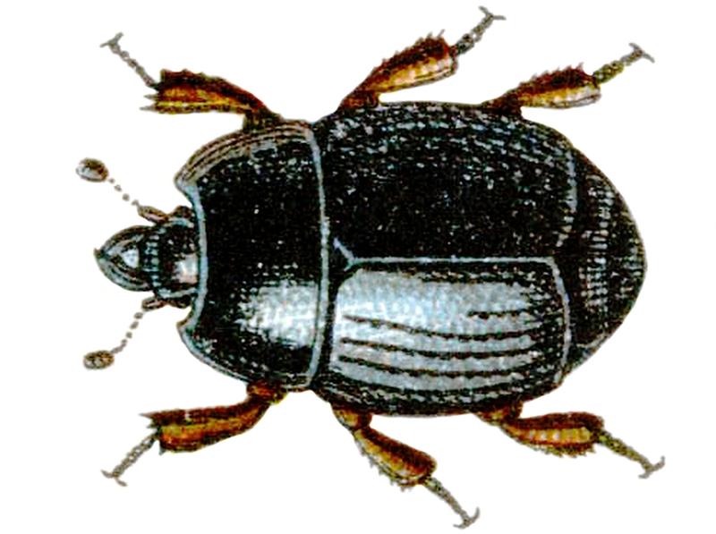 Atholus corvinus Reitter-1908 table66