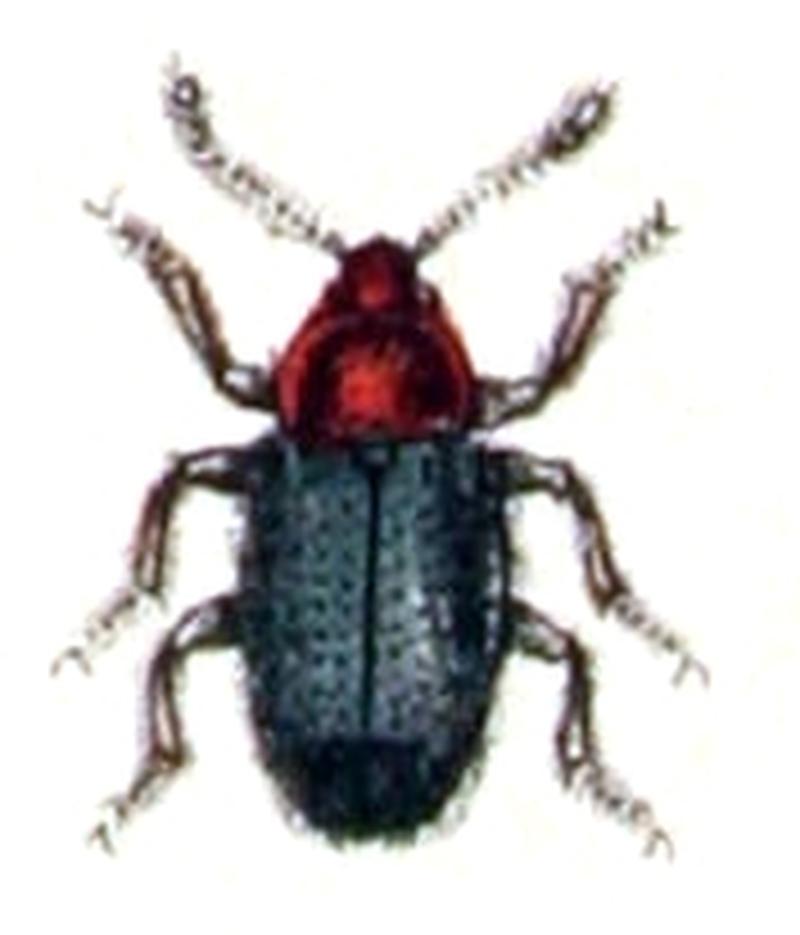 Atomaria.nigripennis.-.calwer.15.29