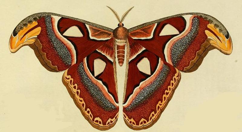 Attacus atlas ill