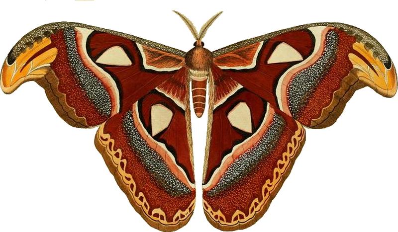 Attacus atlas ill