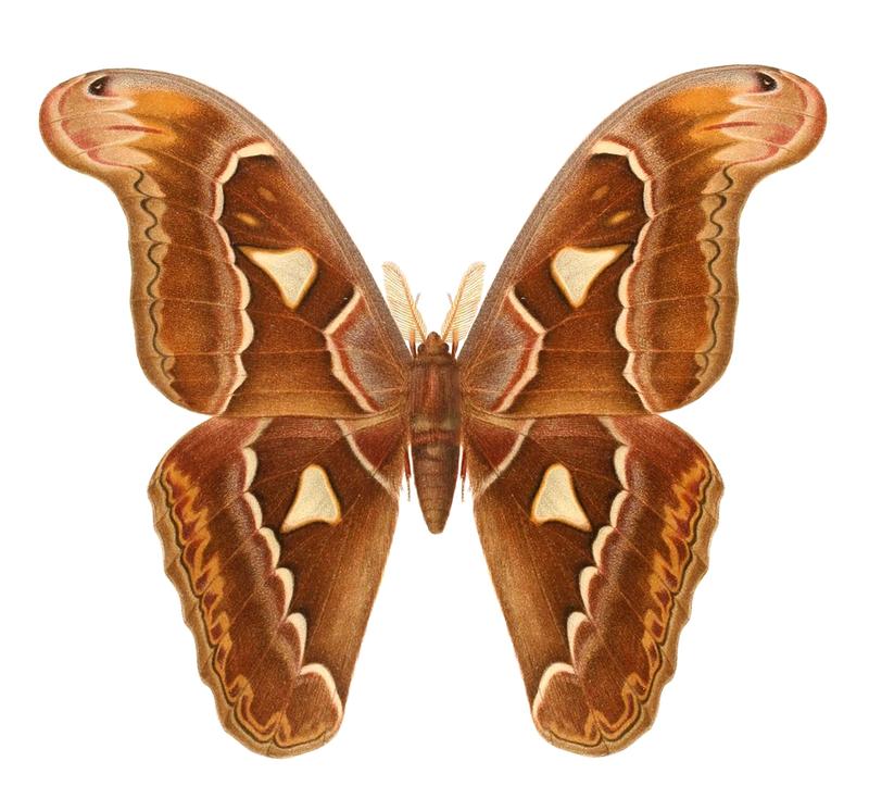 Attacus dohertyi 1895