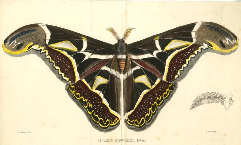 Attacus edwardsii, White