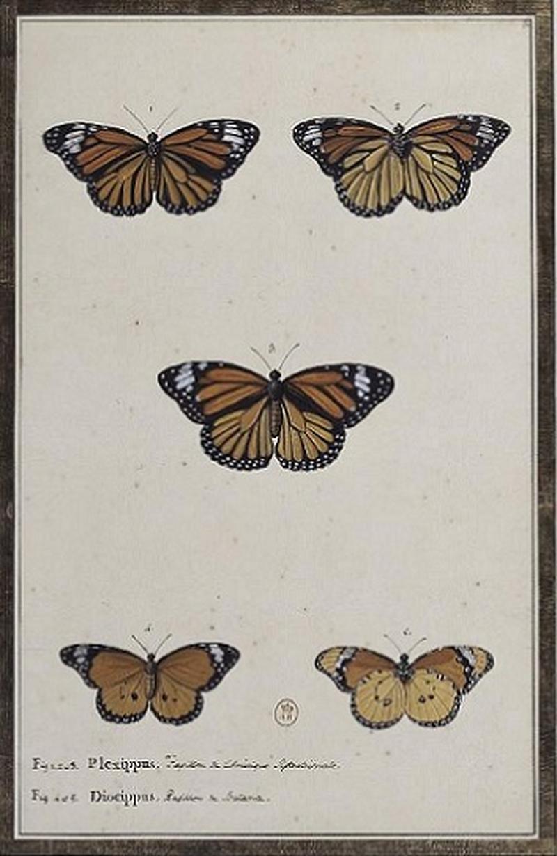 Two butterflies by Claude Aubriet 16651742